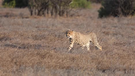 Un-Clip-En-Cámara-Lenta-De-Un-Guepardo-Joven-Caminando-En-Luz-Dorada-En-La-Reserva-De-Caza-De-Mashatu,-Botswana