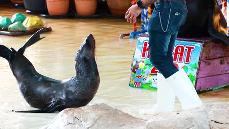 sea lion performing tricks with trainer