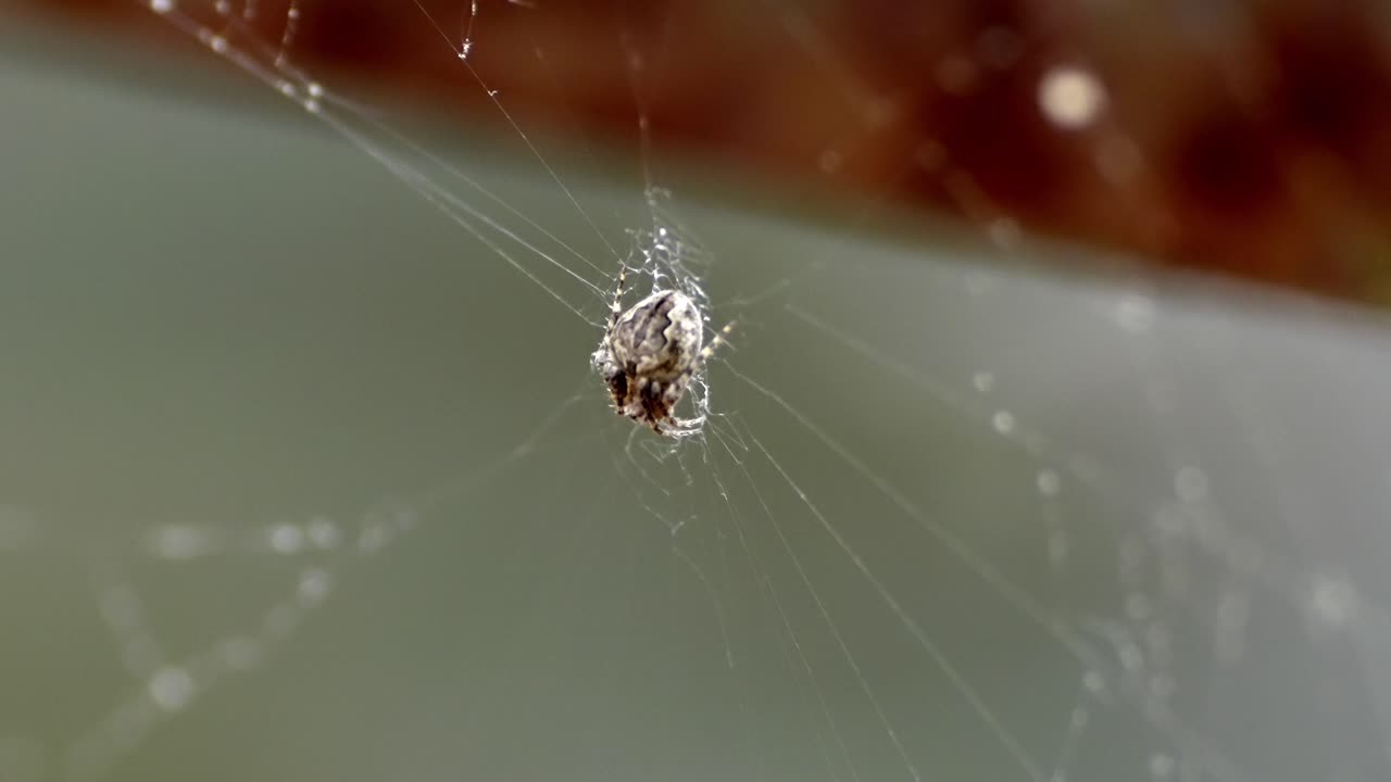 Spider Close-Up, Intricate Details of an Arachnid on a Bridge Structure