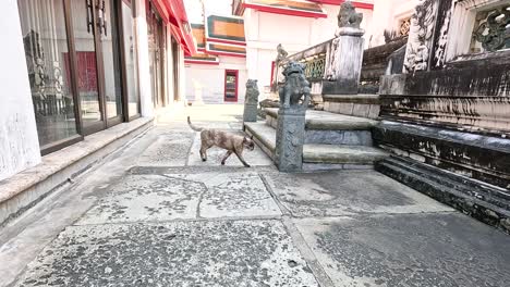 a cat walks through wat pho temple grounds