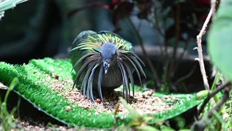 A-Nicobar-pigeon-eats-food-at-the-indoor-rainforest-in-Dubai,-United-Arab-Emirates