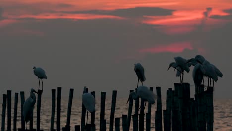 The-Great-Egret,-also-known-as-the-Common-Egret-or-the-Large-Egret