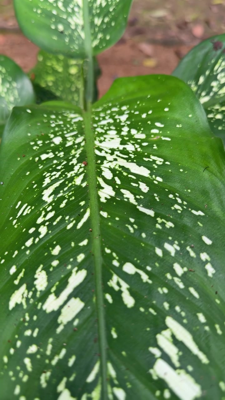 Primo piano di una foglia di Dieffenbachia con un motivo variegato.