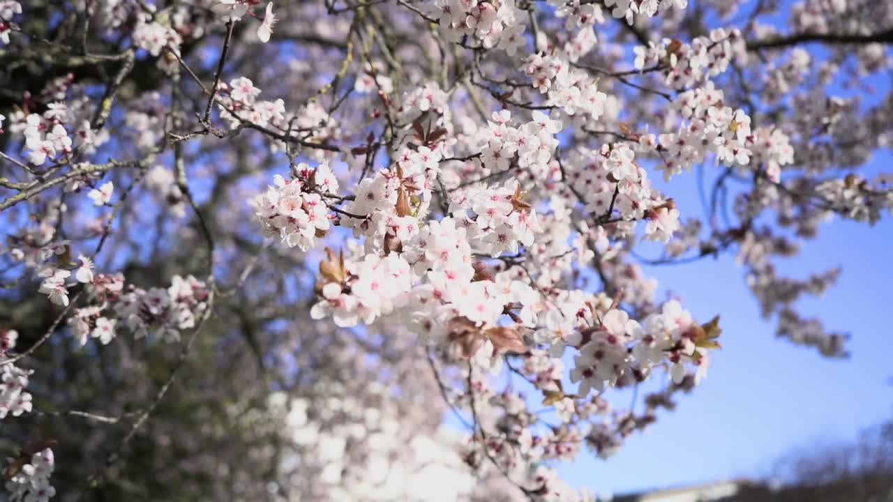 Cherry tree flowers blow on branches in the spring breeze