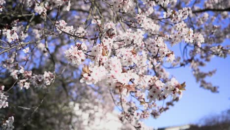 cherry tree flowers blow on branches in the spring breeze