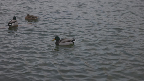 ducks gliding through a fountain near tuileries gardens, paris