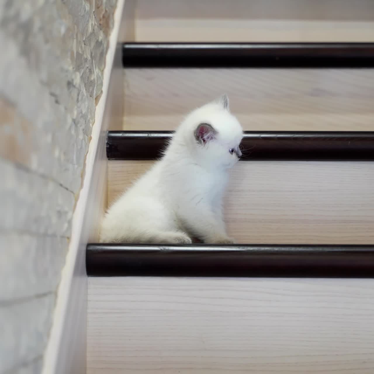 Cat resting on stairs