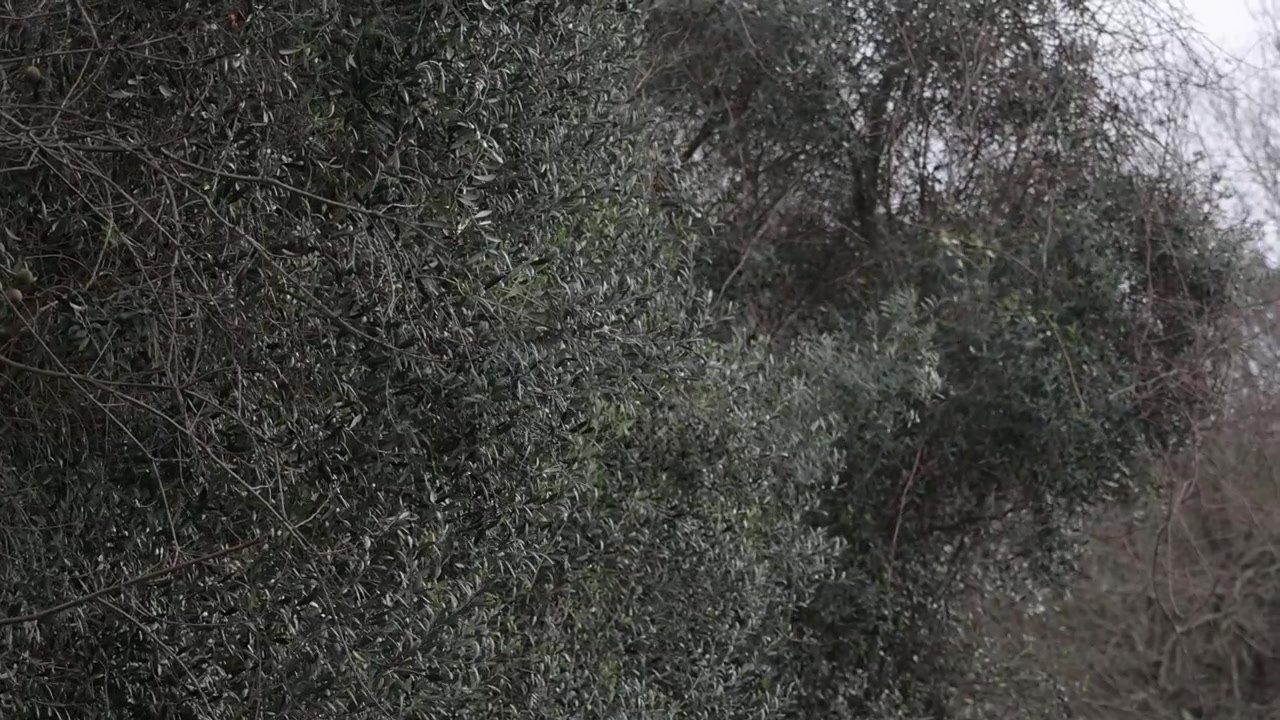 Trees shaking in the wind in slow motion.