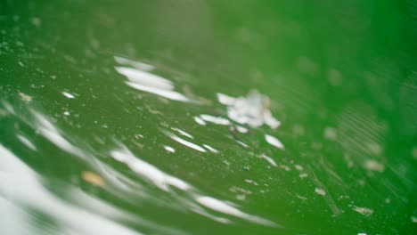 close up view of a frog in the moss water swims