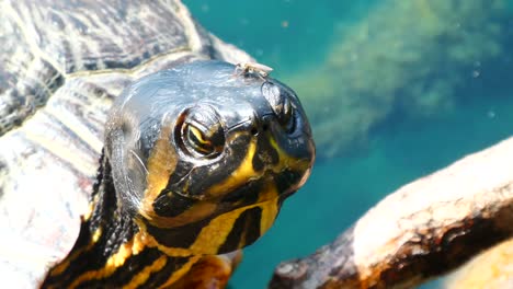 wild turtle close up resting on water branches on sunny lake water