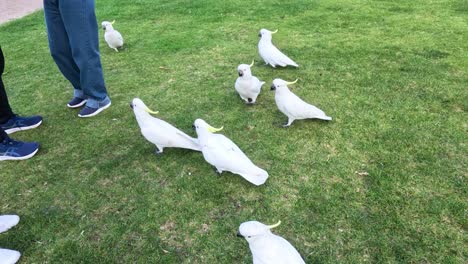 people interacting with cockatoos on grassy area