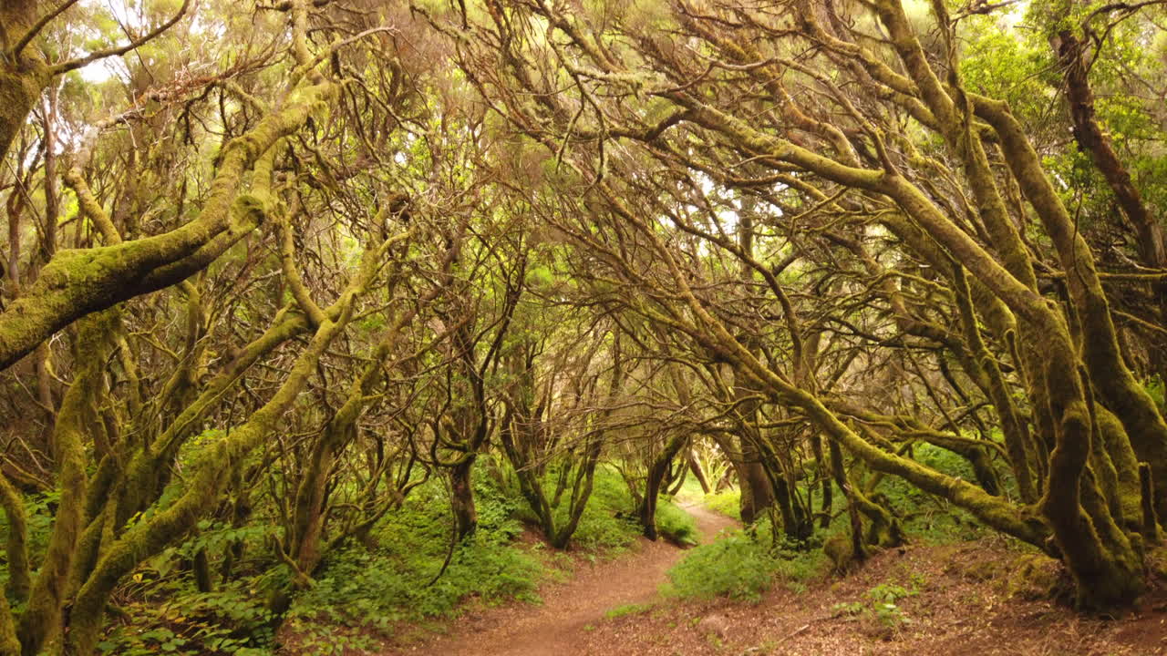 Moss covered trees create a captivating canopy over a winding path in El Hierro, canary islands