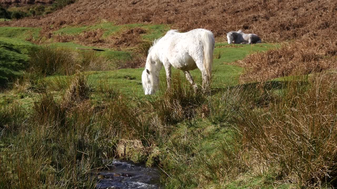 ponis salvajes en un valle de shropshire de inglaterra, comiendo hierba junto a un arroyo