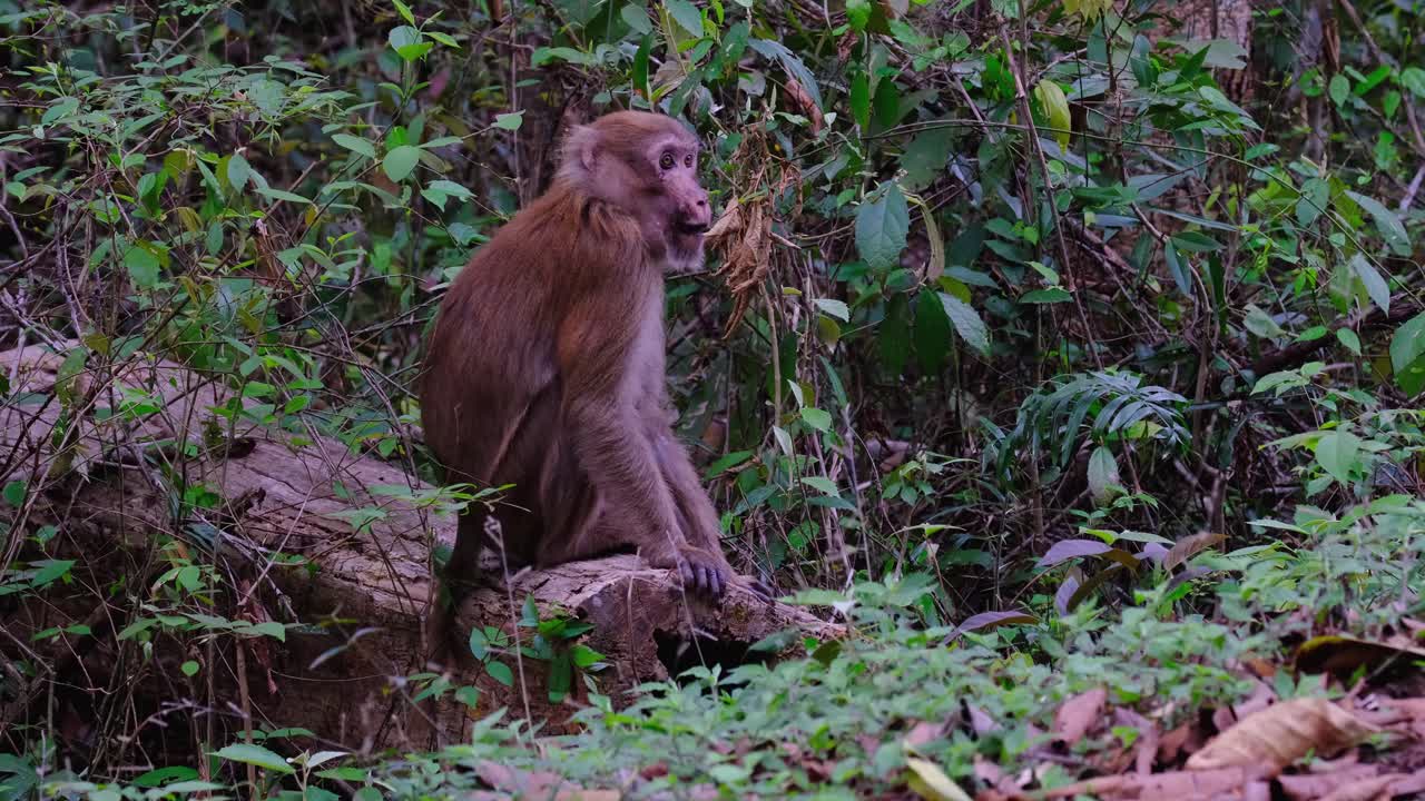 macaco asamés, macaca assamensis, masculino, santuario de vida silvestre de phu khiao