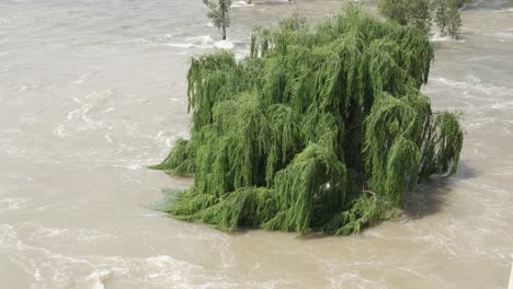 Sauce-Alto-Está-Inundado-Por-Aguas-Turbias-Del-Río-Vaal-Rápido