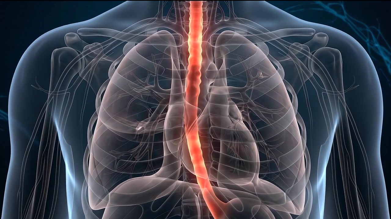 Animazione medica dell'esofago umano e del sistema digestivo