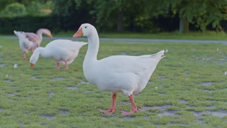 a flock of geese birds animals grazing in natural environment in wildlife cinematic style