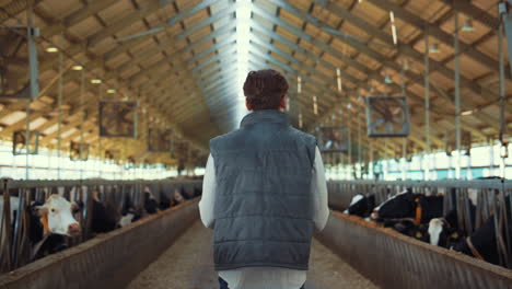 farmer walking cowshed aisle rear view. livestock manager inspecting animals.