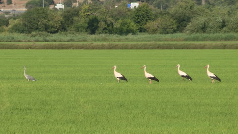 storks feeding in the green rice paddies, one at a time, take flight