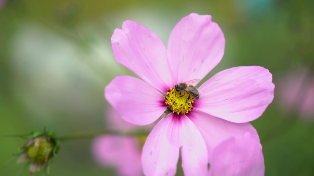Bie som pollinerer rosa blomst, nærbilde i sakte film