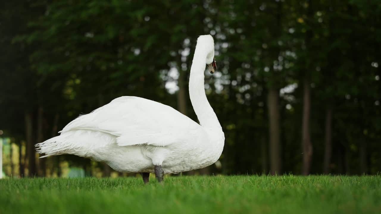 pájaro hermoso alimentándose en un día soleado en el parque. cisne tranquilo caminando al aire libre