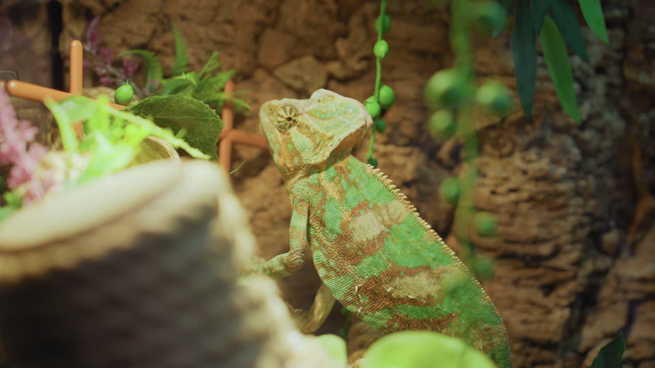Close up of vibrant green and brown chameleon resting near tree bark surrounded by lush plants and soft natural lighting, showcasing its textured skin and calm posture in a tropical habitat enclosure