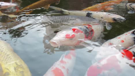 Ein-Koi-Teich-Voller-Fische-In-Einem-Wunderschönen-Garten-In-Tokio,-Japan