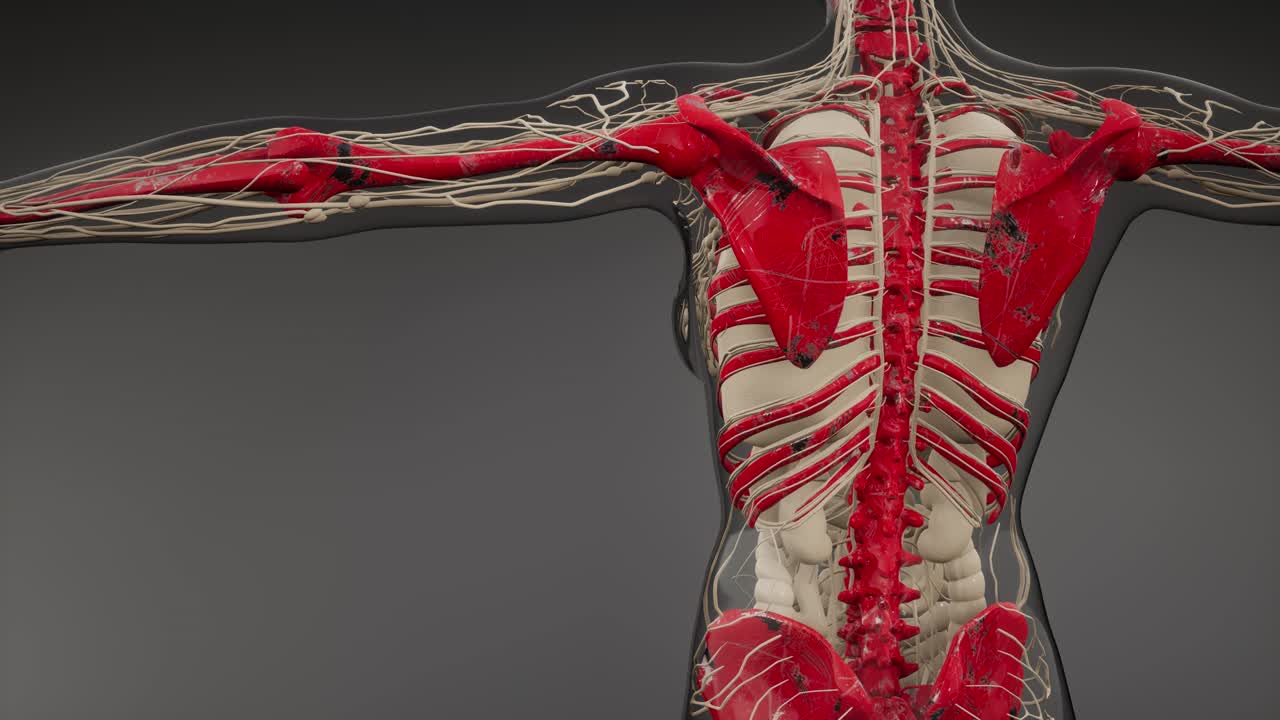 прозрачное человеческое тело с видимыми костями