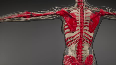 cuerpo humano transparente con huesos visibles