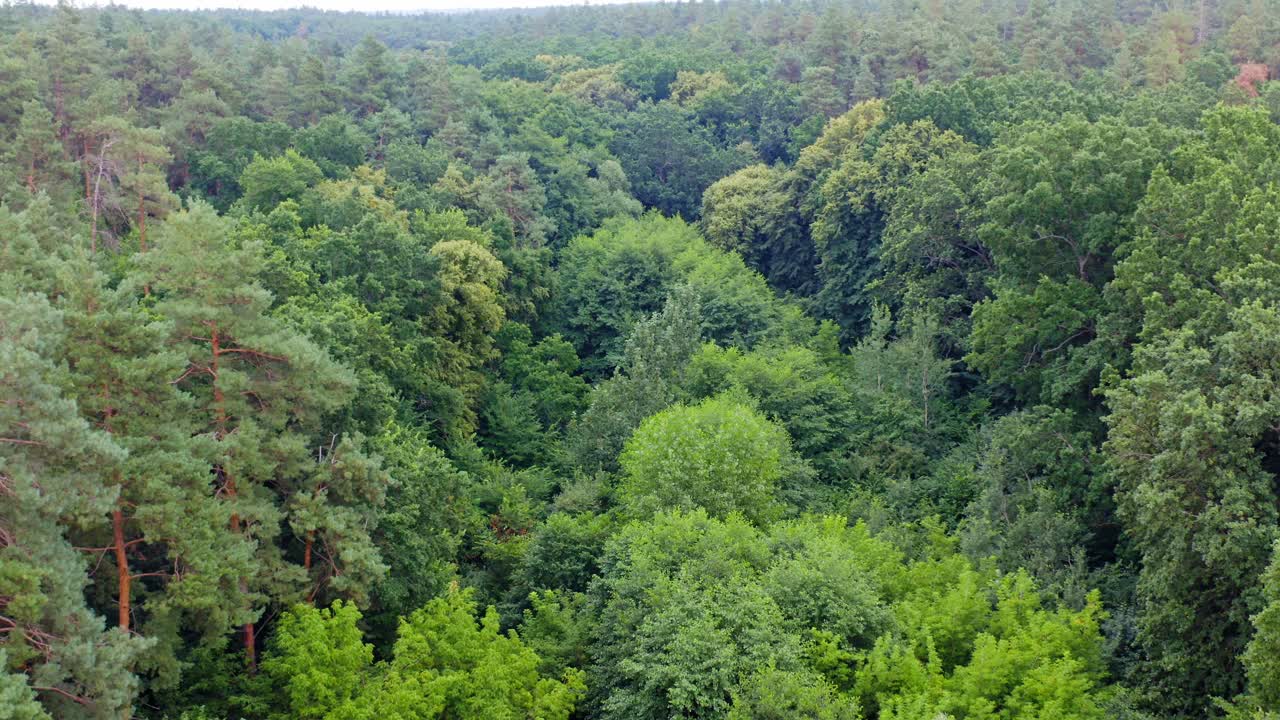 Beautiful green woods. Flight over the tops of trees in summer. Breathtaking view of fresh nature. Camera moves forward. View from above.