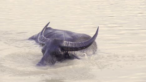 Búfalo-De-Agua-Bañándose-En-Aguas-Turbias