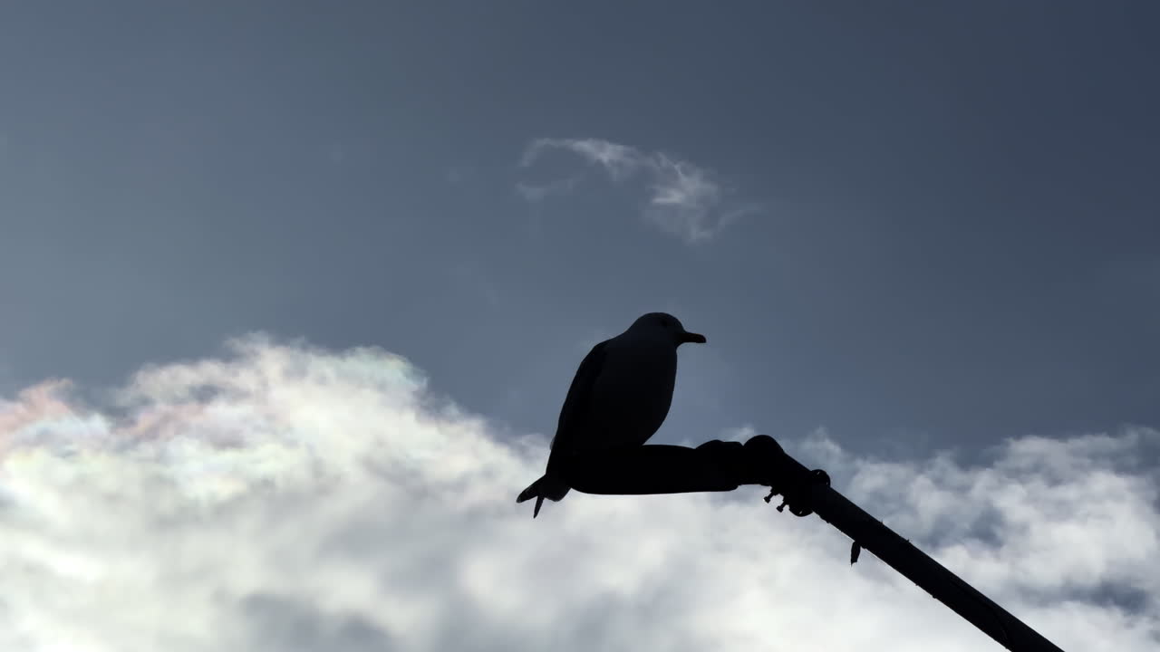 Un uccello appollaiato su un palo con un cielo nuvoloso e la luce del tardo pomeriggio. Un uccello si riposa su un palo con le nuvole sullo sfondo durante il tardo pomeriggio
