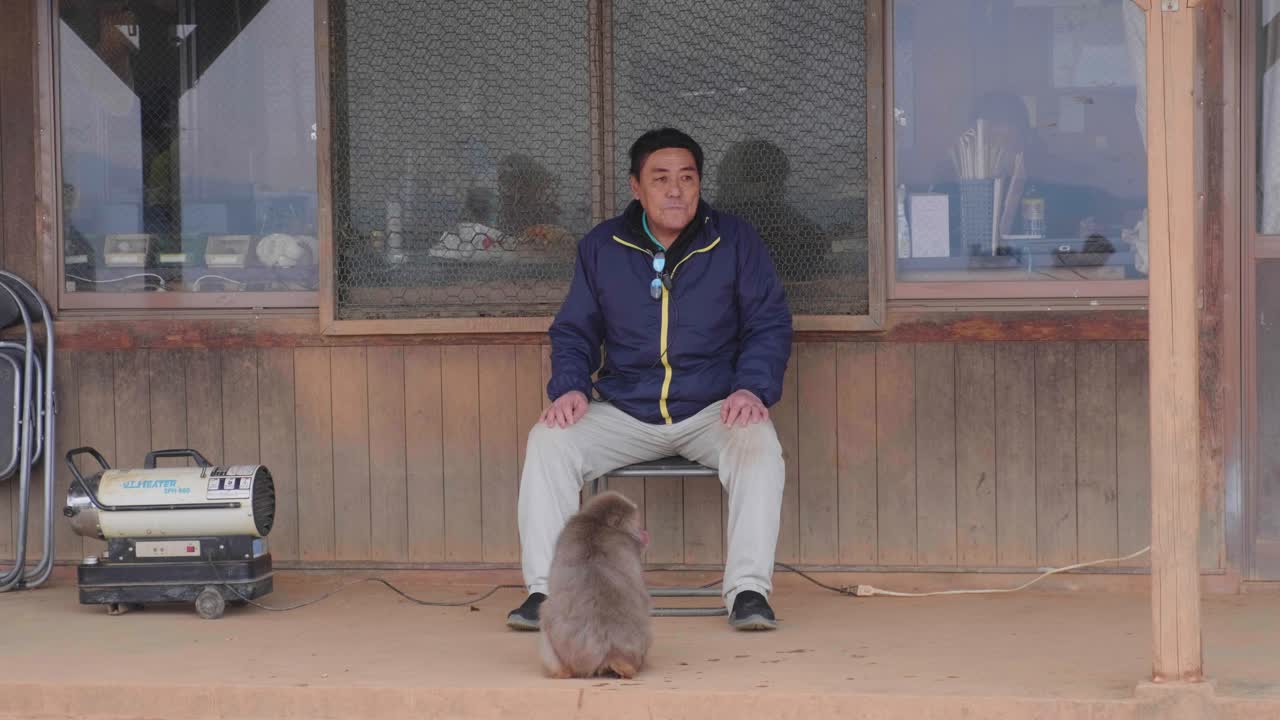 A Macaque monkey sitting alongside a staff member at the Arashiyama Monkey Park Iwatayama in Kyoto, Japan.