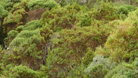 Birds-flying-in-the-forest