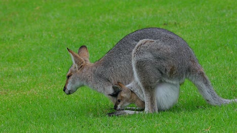 canguro wallaby con bebé joey en bolsa en un campo en australia 1