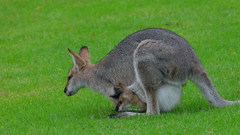 wallaby kangaroo with baby joey in pouch in a field in australia 1