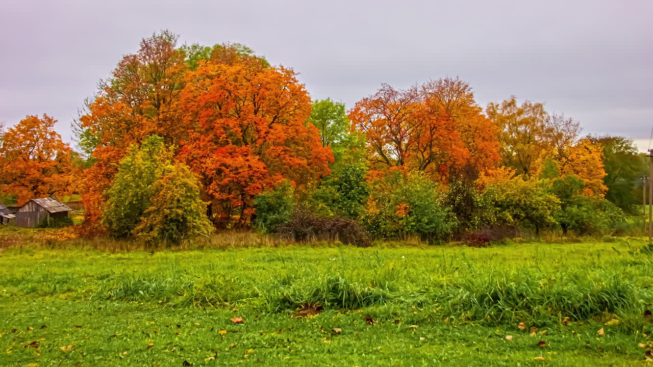 hermoso lapso de tiempo de cambio de luz en un bosque, árboles en primer plano