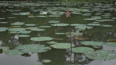 lotus pond with many large green leaves floating on water and flower emerging