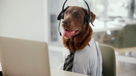 a dog wearing a headset and tie
