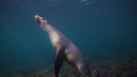 sea lion swims into frame from darkness, revealing silhouette in neptune islands waters