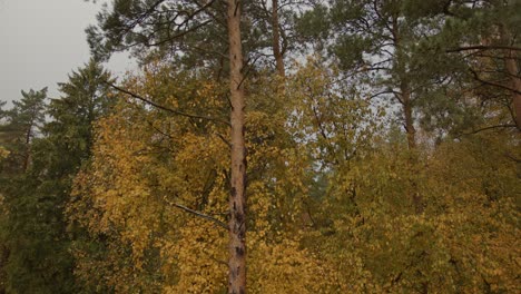 trees and leaves moving in the autumn wind