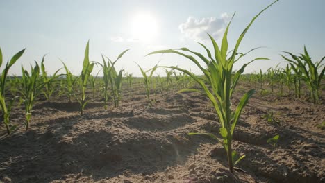 beautiful view of green sprouts in fertile soil in the field