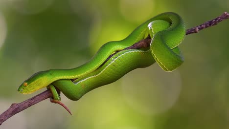 la víbora de labios blancos es una víbora venenosa endémica del sudeste asiático y a menudo se encuentra durante la noche esperando en una rama o rama de un árbol cerca de un cuerpo de agua con muchos alimentos
