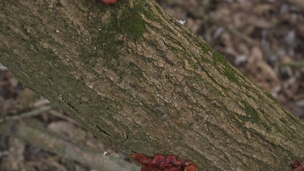 A detailed macro shot capturing reddish-brown Auricularia auricula-judae growing on moss-covered bark, showcasing its gelatinous texture and natural detail. Ideal for natural history projects.