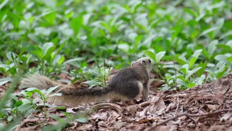 looking straight to the camera and turns to the left to smell the plants and eat then runs away, variable squirrel callosciurus finlaysonii, thailand