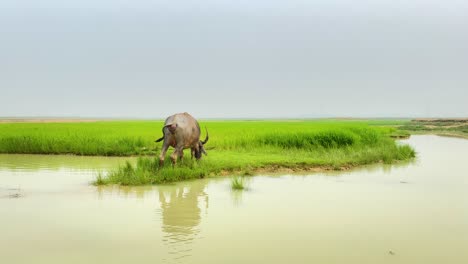 slow motion of water buffalo grazing on grassland by river