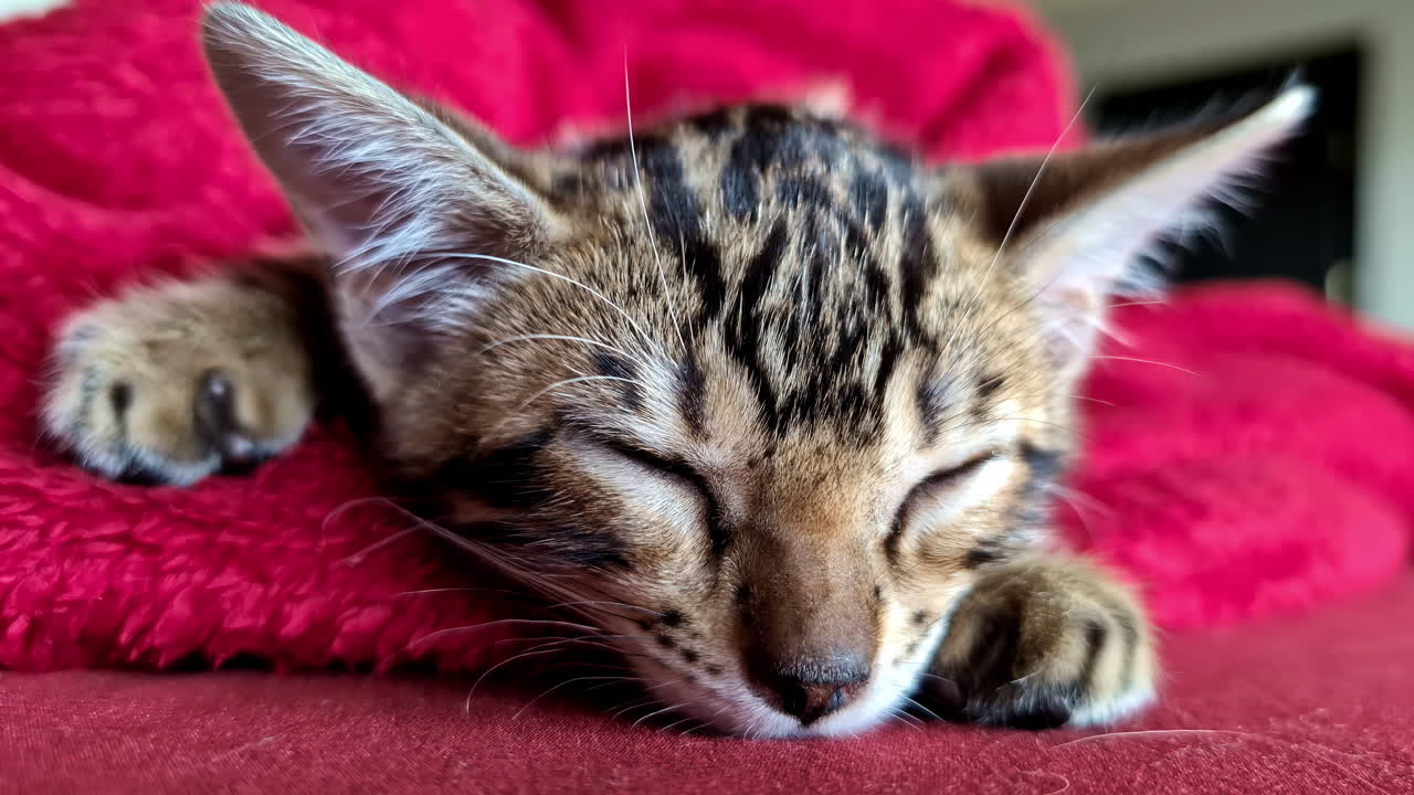 View of Bengal cat sleeping on red blanket. Closeup shot.