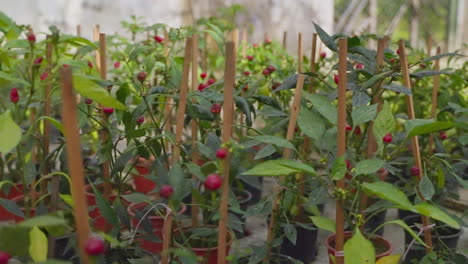 chili pepper plants in pots