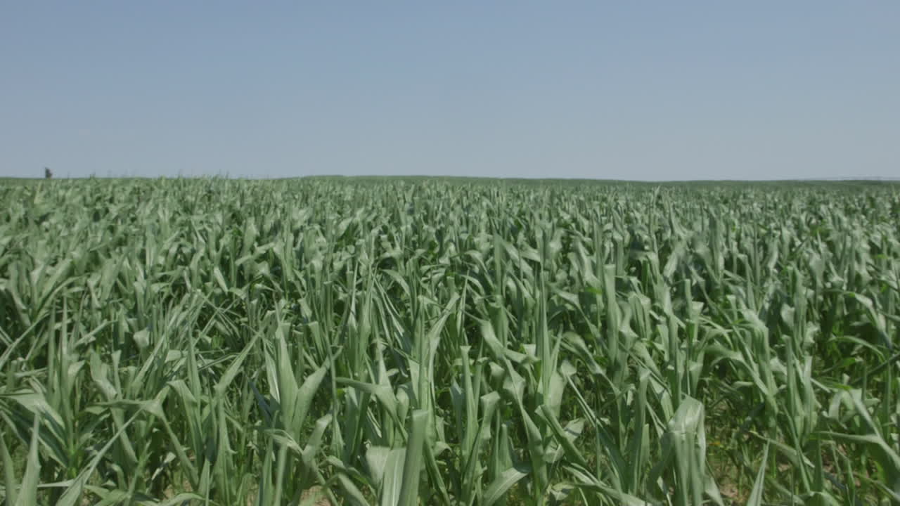 pan hacia arriba para revelar el campo de maíz que sopla en el viento de verano