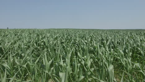 Pan-up-to-reveal-corn-field-blowing-in-summer-wind